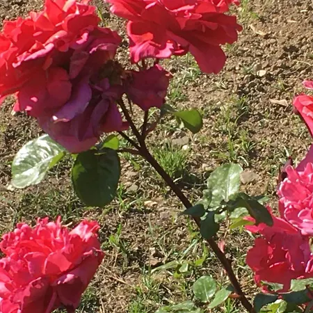 住宿加早餐酒店 Adema