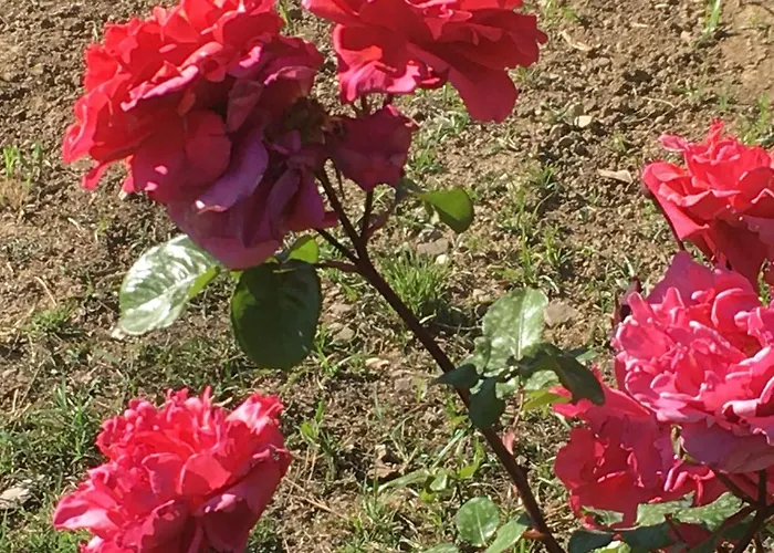 فندق مبيت وإفطار Adema